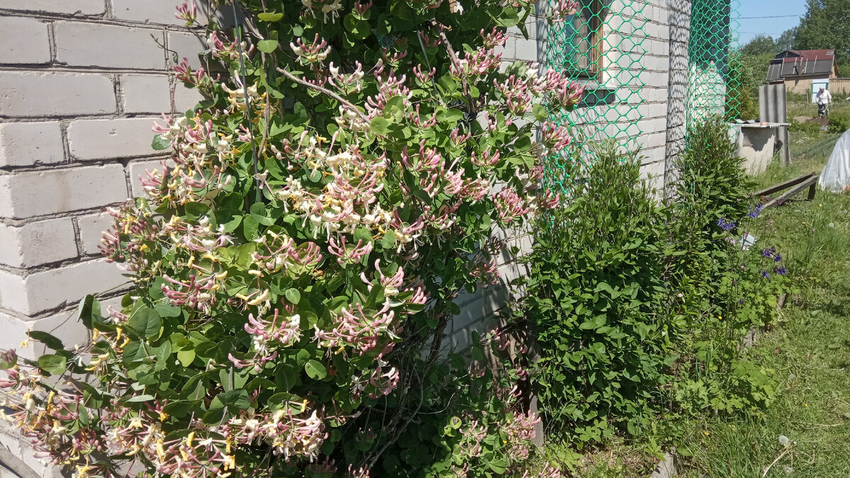 Это цветущая на даче каприфоль. Листайте галерею
