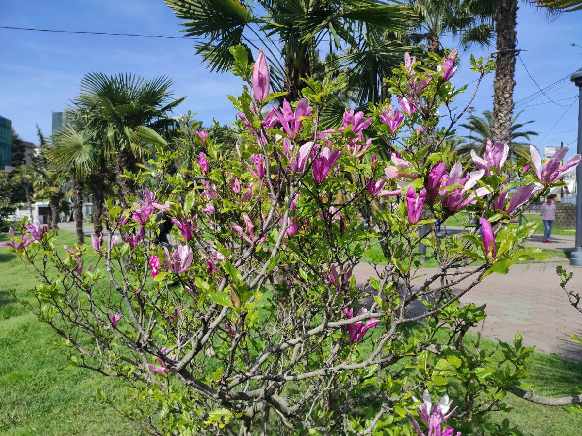 Молодая Магнолия Суланжа