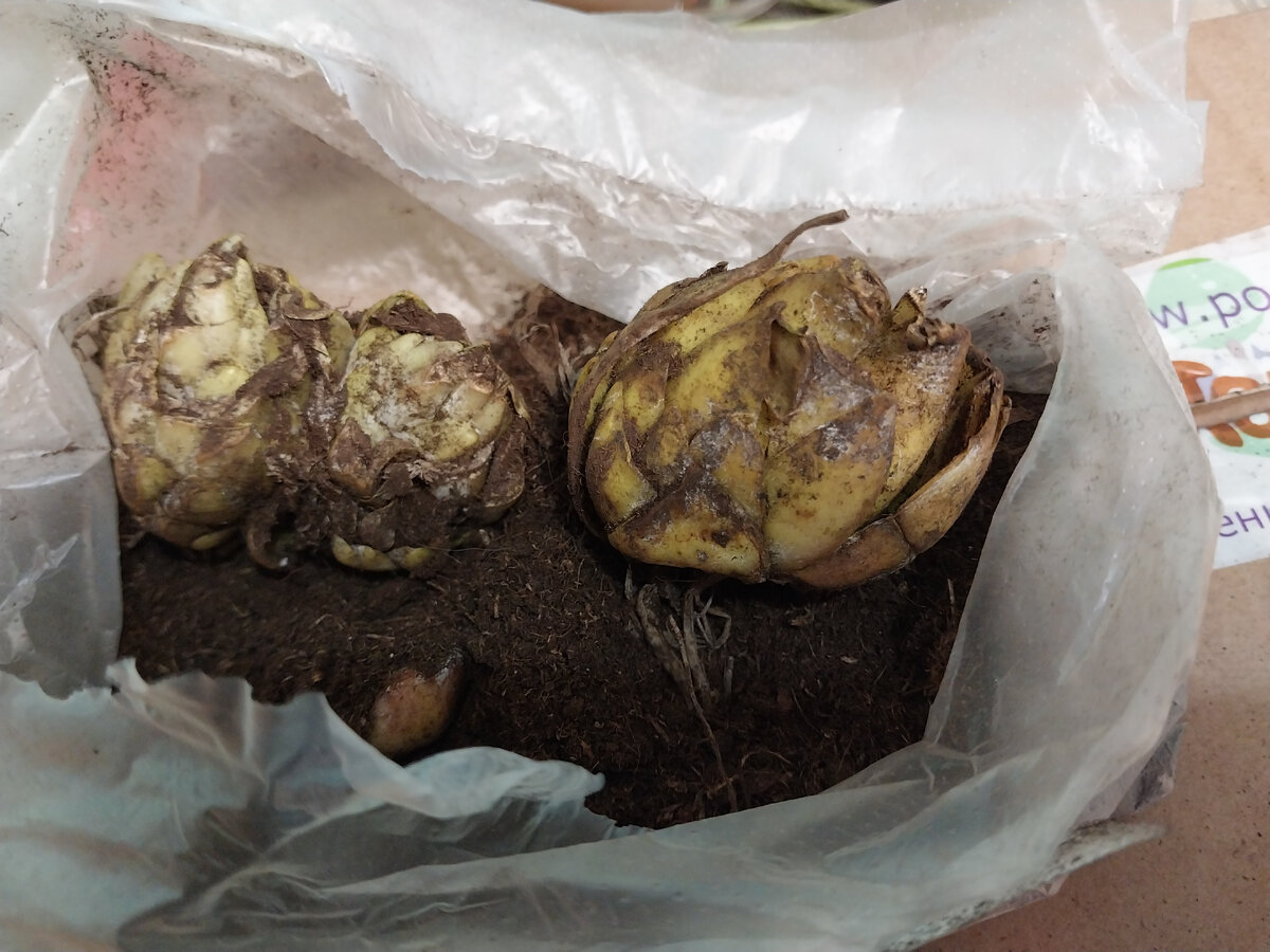 Полученные мной из Подворья луковицы