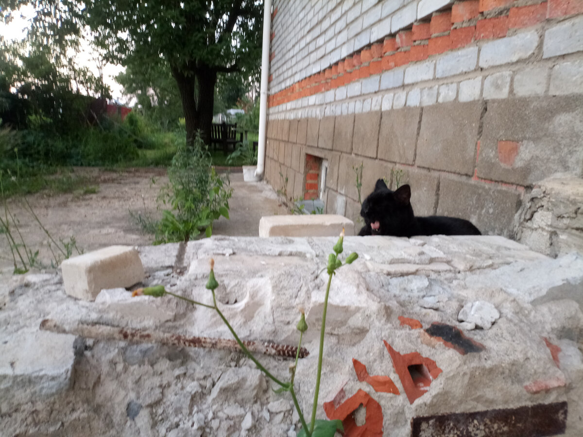 Крыльцо, которое портит всю западную стену дома. Кот смеется, что мы так долго не можем с этой руиной разобраться))