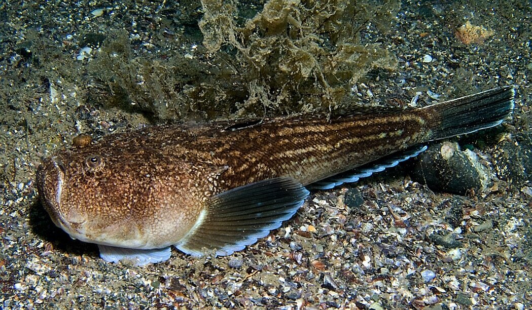 Морской звездочет