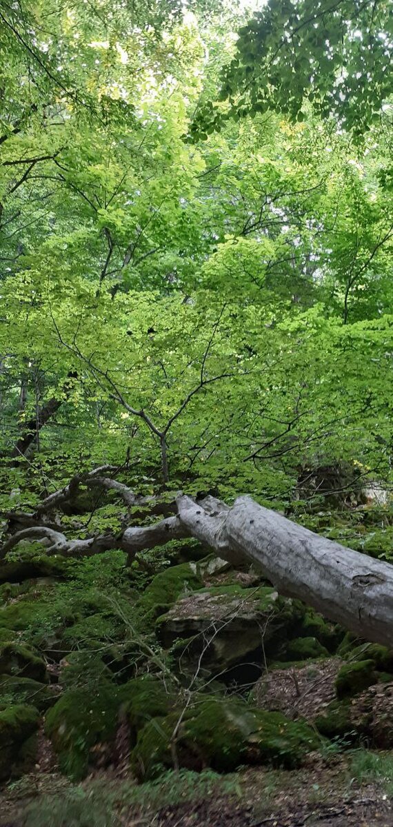 Фото сделано в пути по экологической тропе на Стрижамент☺