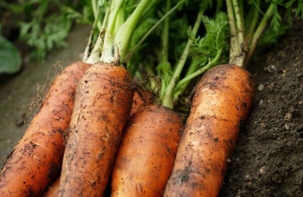Чтобы морковь была крупная, ровная и росла быстро, ее правильно поливают.Как это сделать: правила полива по мере роста моркови