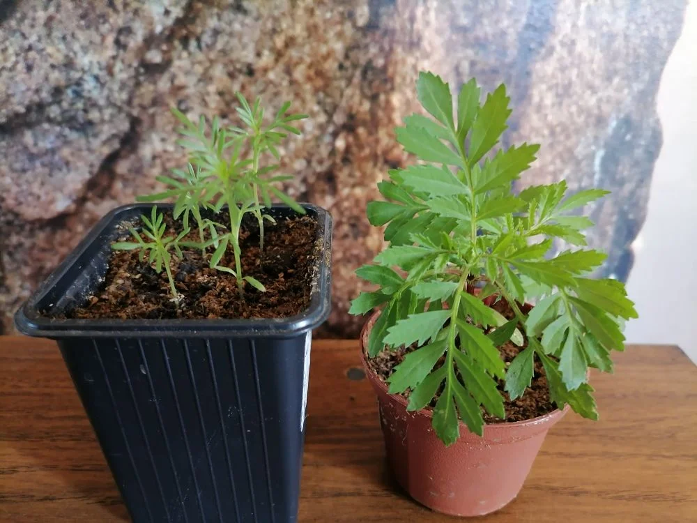 Рассада бархатцев филифолия и отклоненных