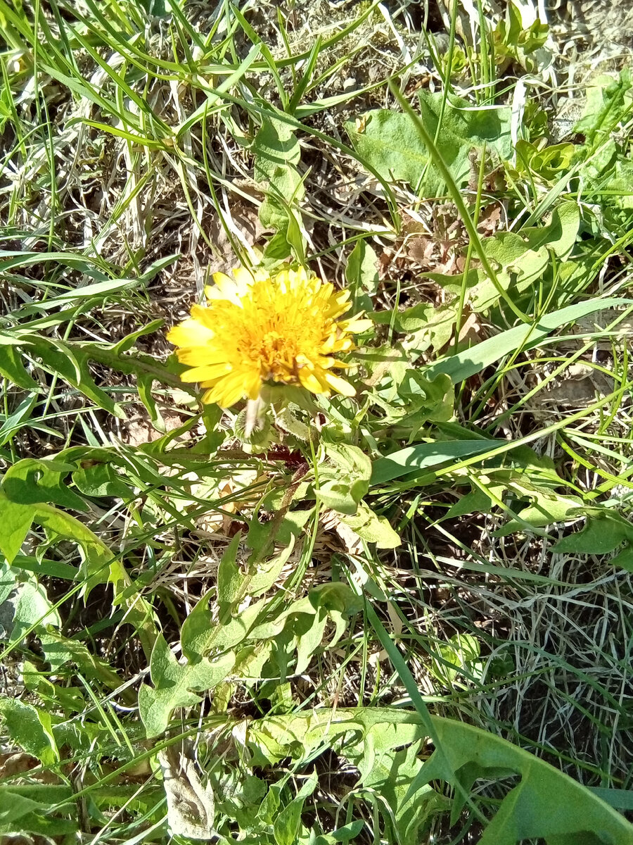 Фото автора. Первый одуванчик!