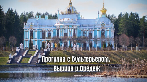 Пешком по Вырице с бультерьером. Прогулка по берегу р.Оредеж. Пляж напротив Васильевского дворца.