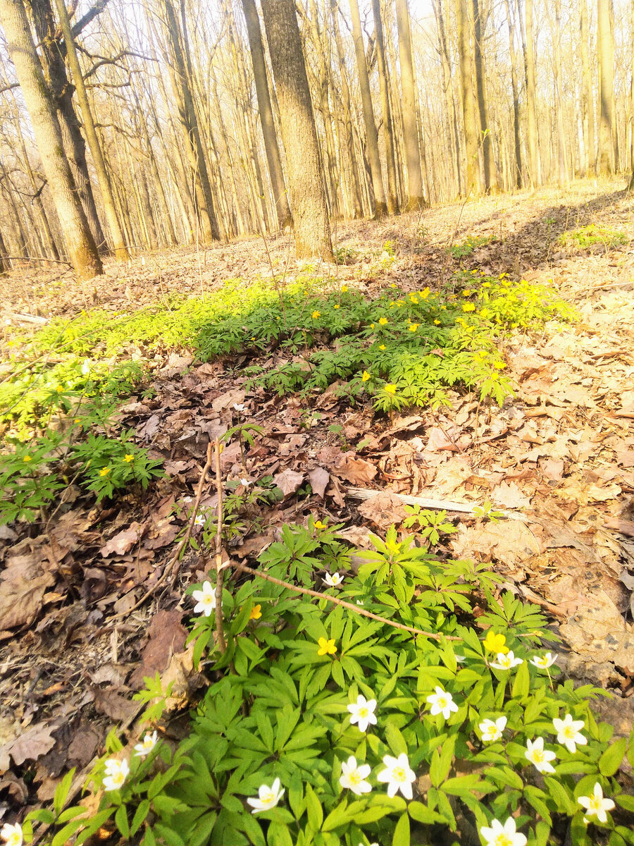 Поляны подснежников
