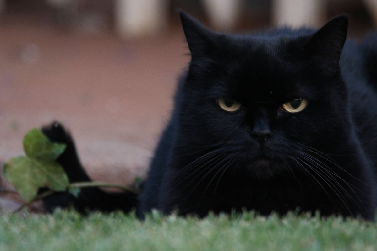 Недовольный черный кот