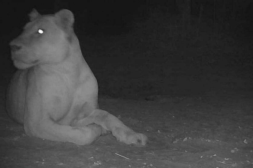     «Вымерший» лев был замечен в национальном парке Чада. Впервые за почти 20 лет