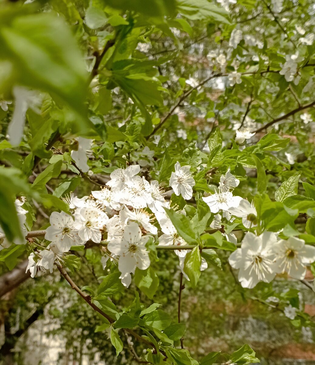 Весна идёт, весне дорогу! Фото автора.