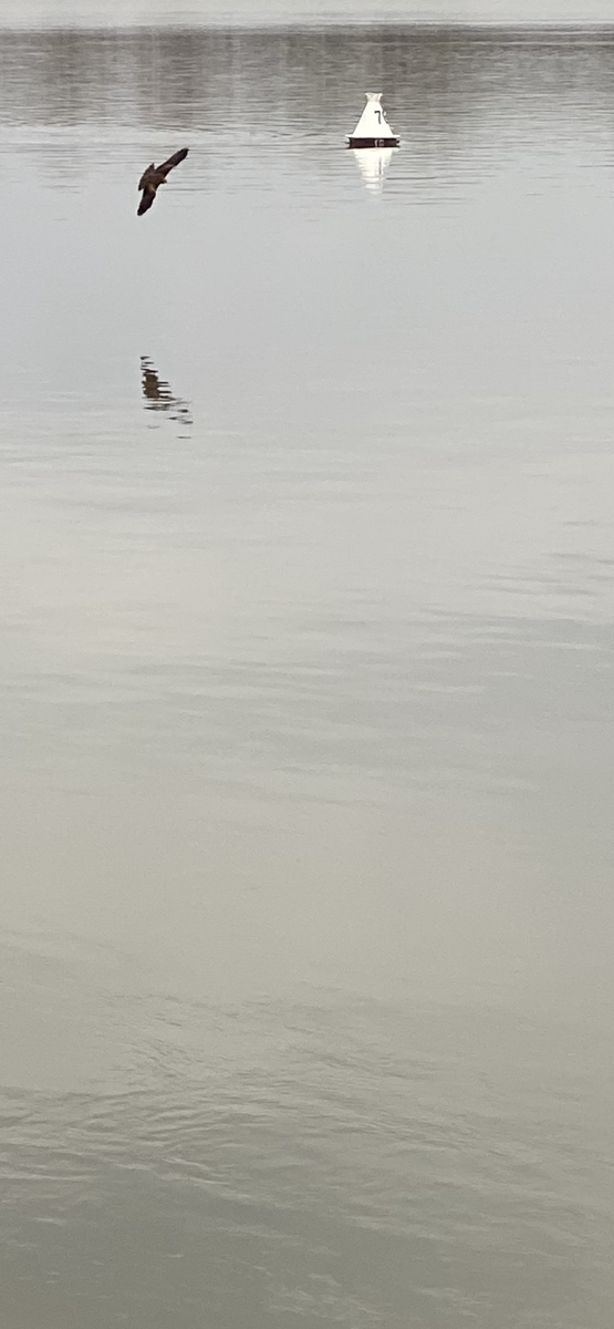 Фото автора. А вот , как поймал рыбу , прозевала , но он поймал , зуб даю😁