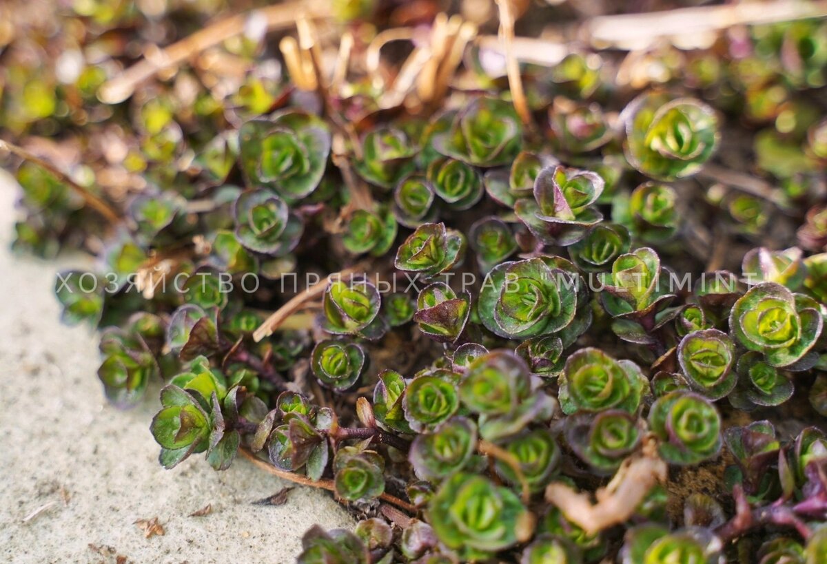 Ментольная (без сорта) 