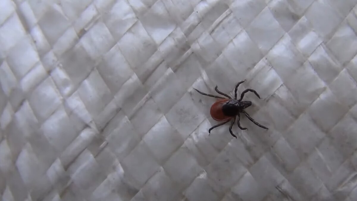 Раскадровка проследите по фотографиям сделанных в хронологическом порядке как передвигает ногами энцефалитный клещ с белыми усами или посмотрите на видео в конце статьи