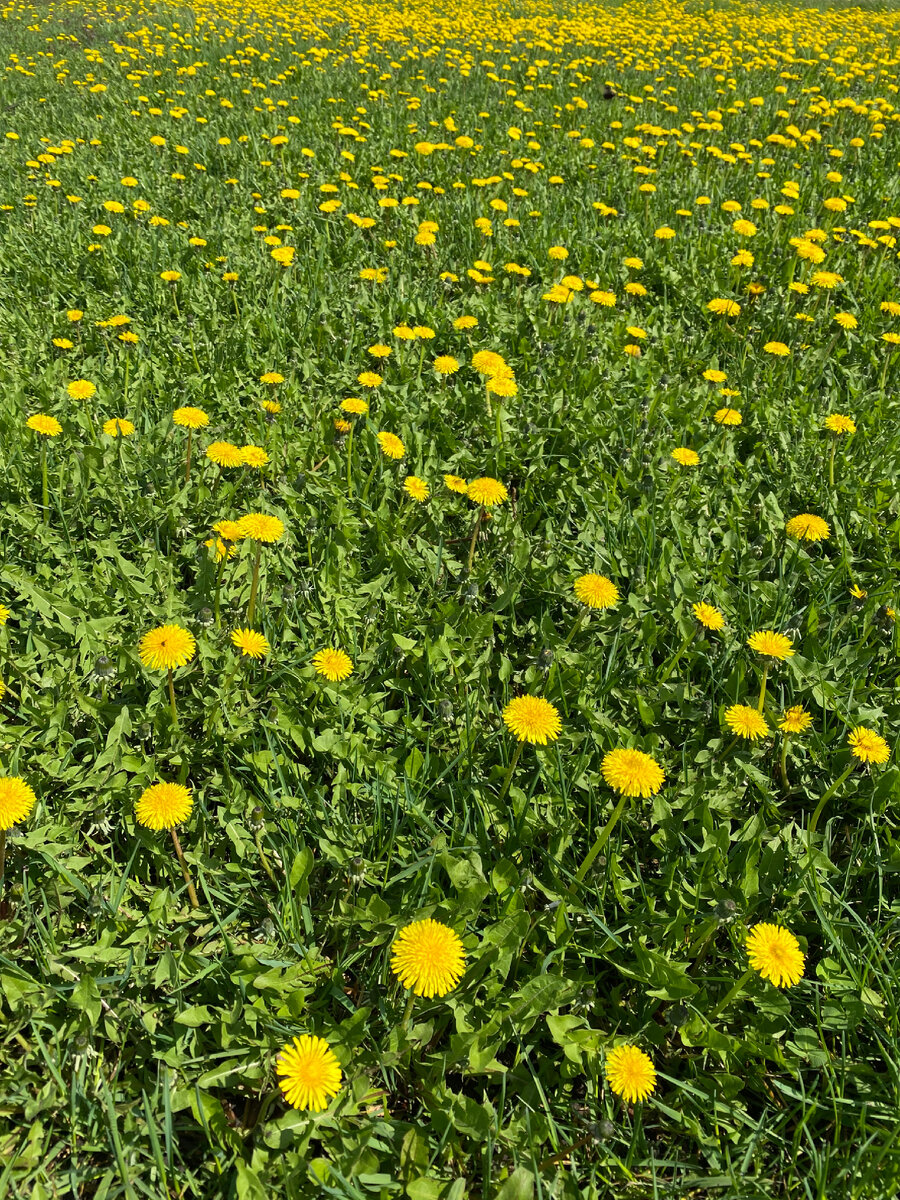 Мой гектар … одуванчиков
