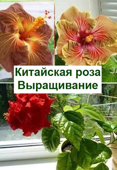 Гибискус - Hibiscus: фото, условия выращивания, уход и размножение | shkol26.ru