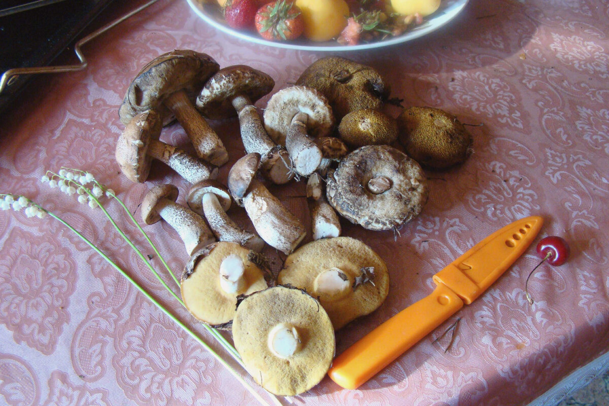 Вот один из первых урожаев майских маслят, 29 мая 2011, до этого времени я вообще не знала об их существовании.