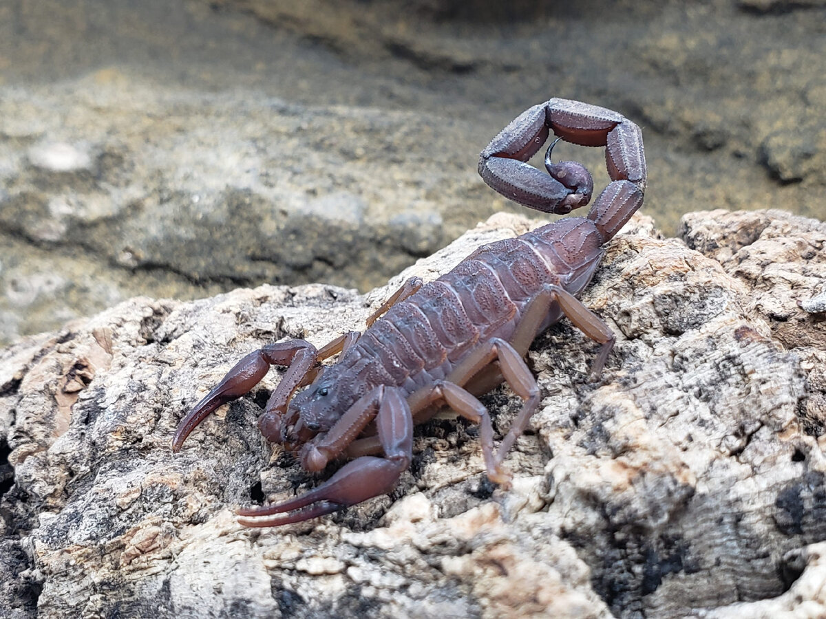 В пределах своего ареала животина известна как пустынный или синий скорпион.
