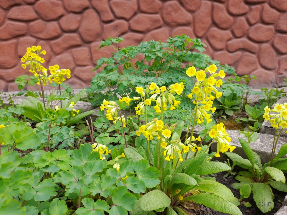 Мы их с детства называем "ключики". Фото автора 