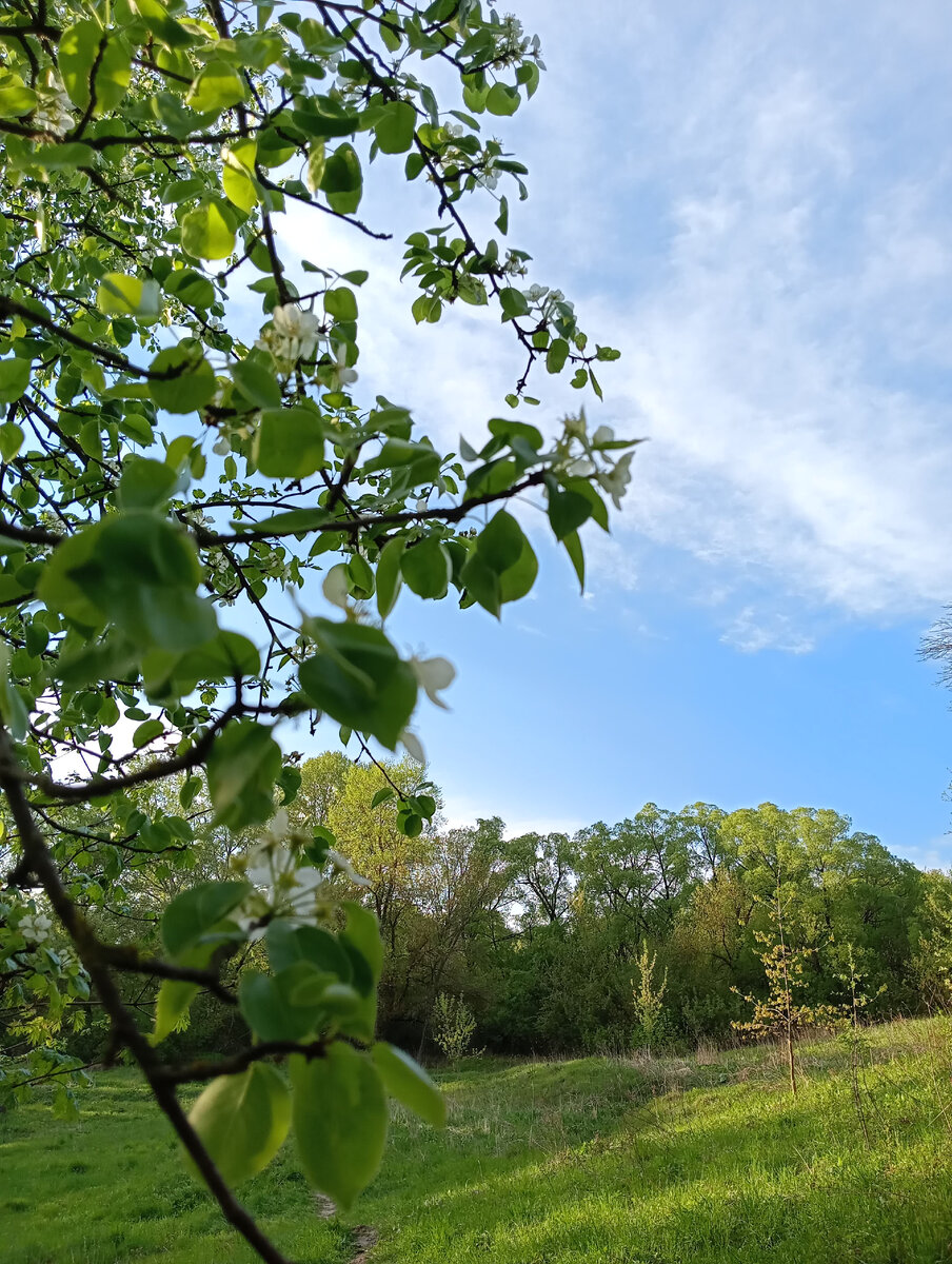 Дикая груша цветет