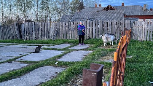 Кот, коза и все-все-все: Как Симбачевский у бабушки в деревне время проводит (весело, как же ещё 😀)