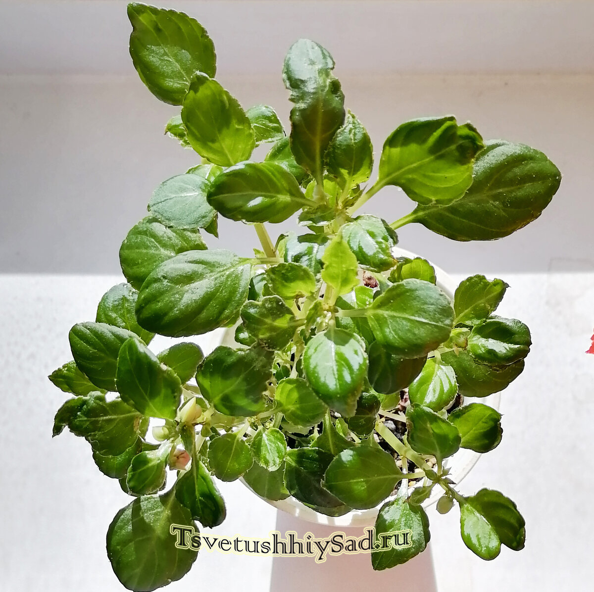 Бальзамин Мотылёк. Стали появляться бутончики после уничтожения вредителей