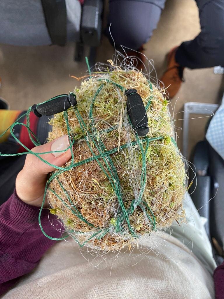 «Ежи» из мха сфагнума — биоиндикатор загрязнения атмосферного воздуха