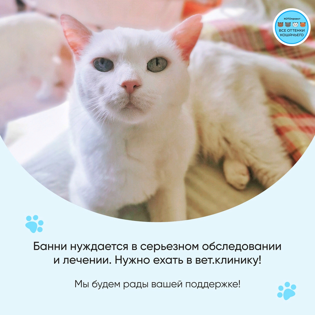 © ВСЕ ОТТЕНКИ КОШАЧЬЕГО. На фото кошечка Банни в настоящее время.