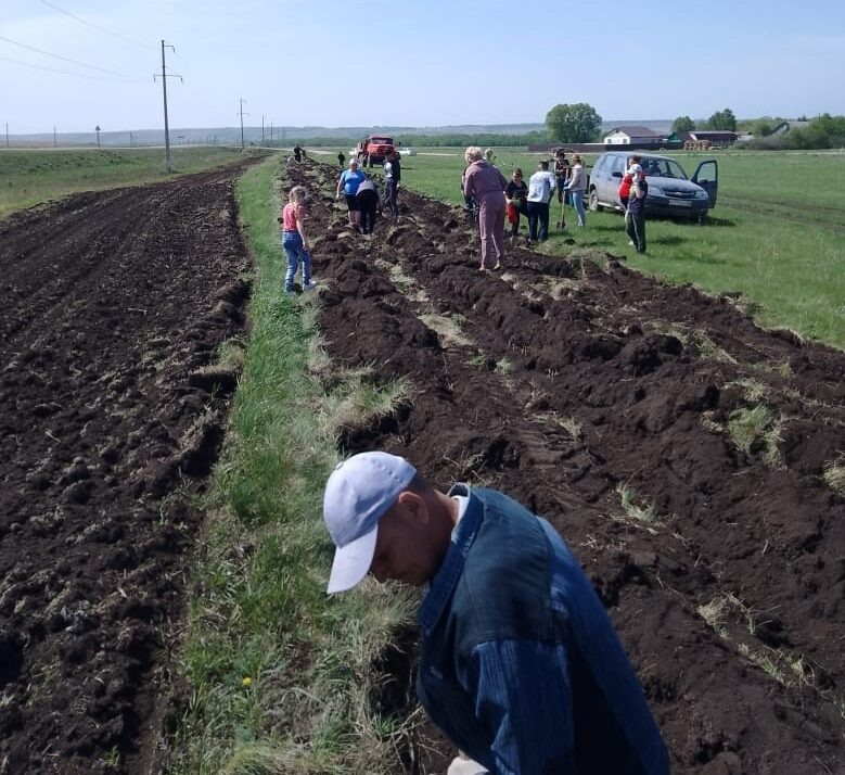   Жители села в Бугурусланском районе ко Дню Победы высадили почти 200 сосен Белов Михаил Александрович
