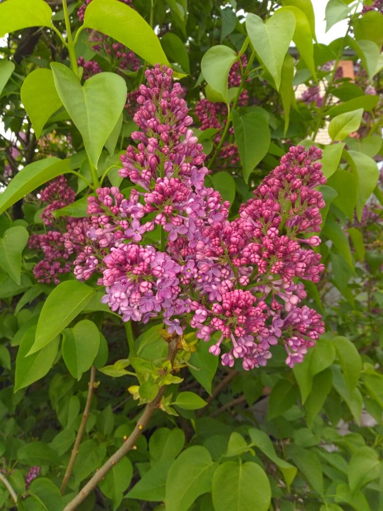 личное фото автор и фотограф Смирнова Н.Е.