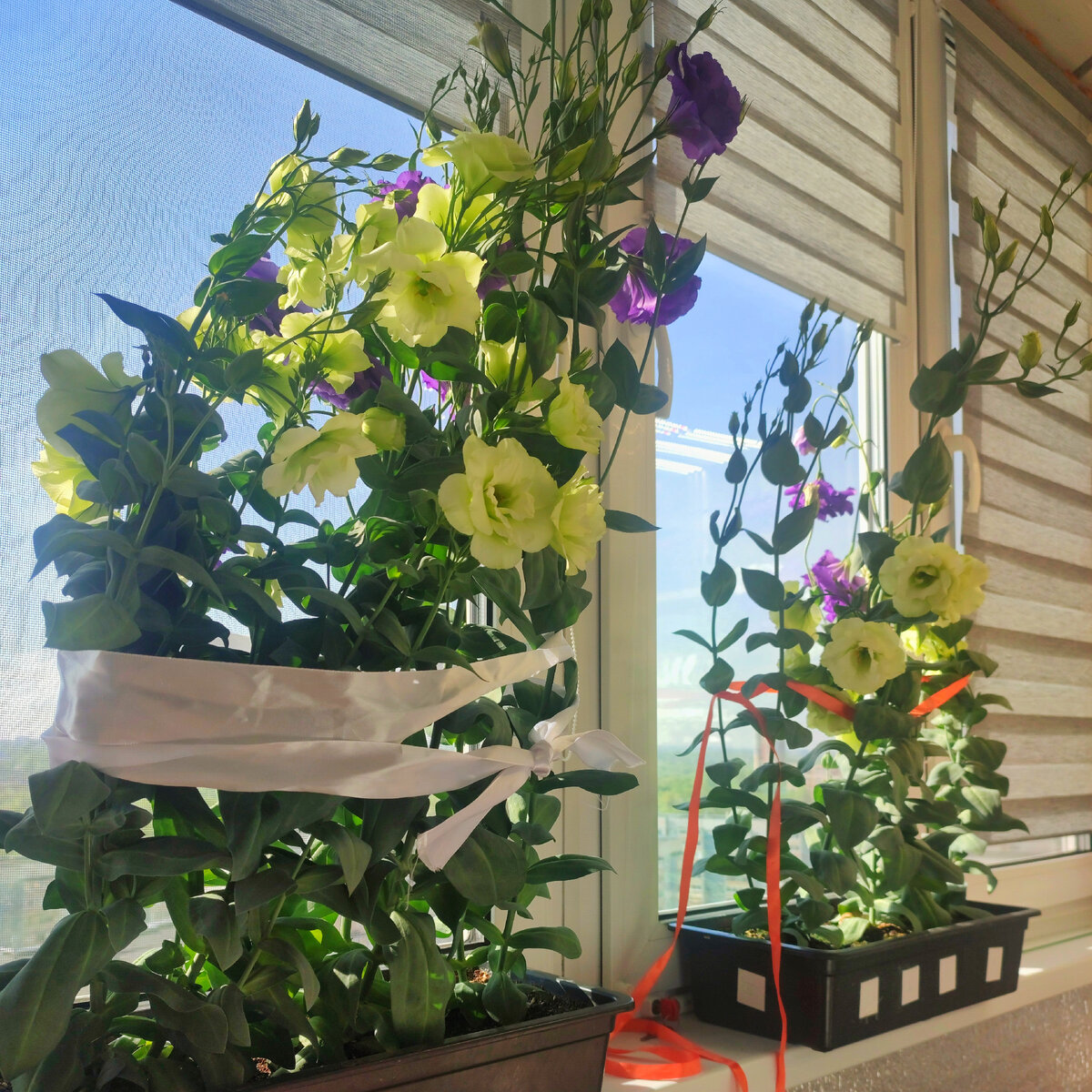 Ну что это за "развалюха"?! 🤦‍♀️