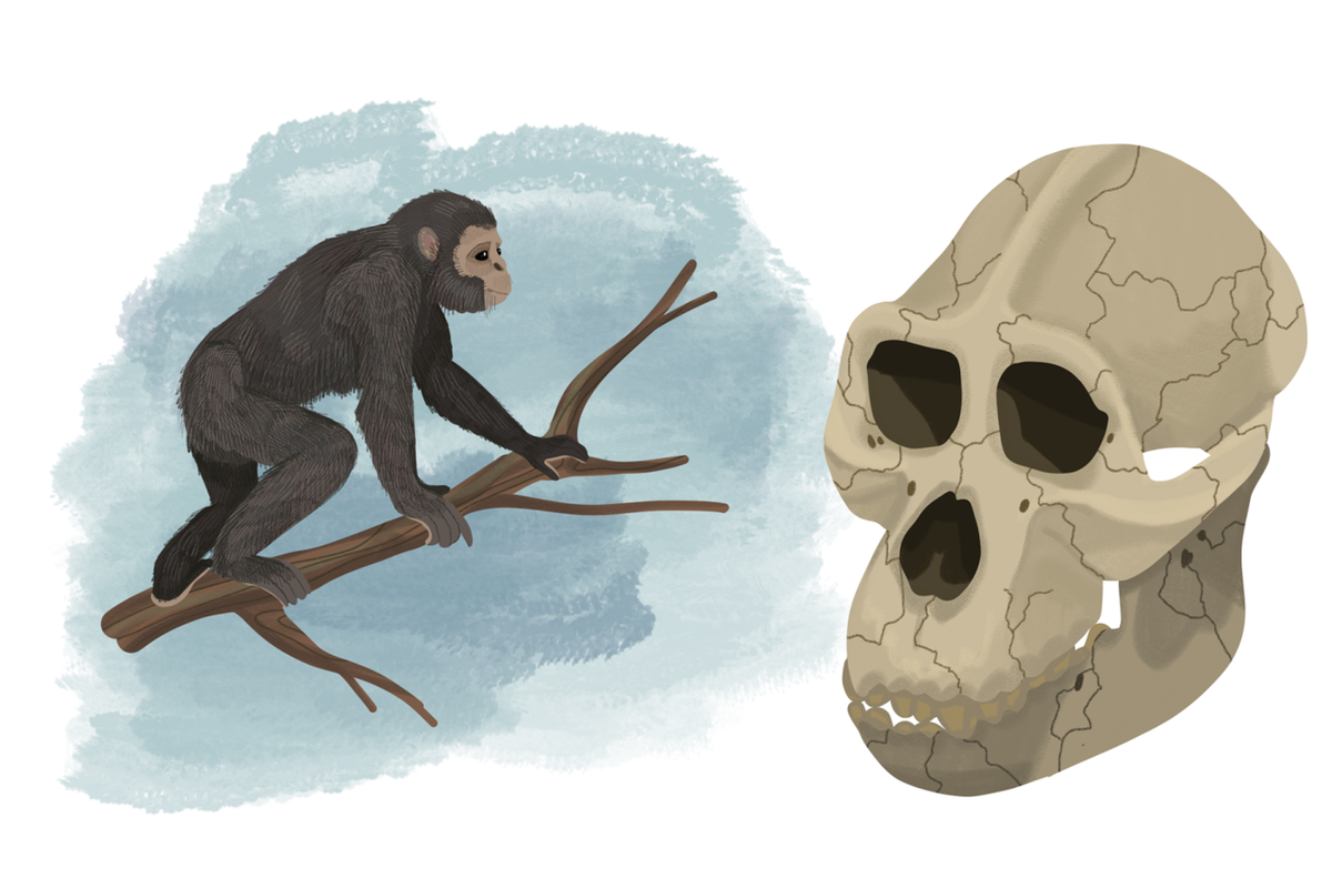 Дриопитек. Обезьяны из рода Miopithecus. Череп обезьяны от которой произошел человек. Учебник биологии Эволюция человека. Картинка дриопитека с черепом.