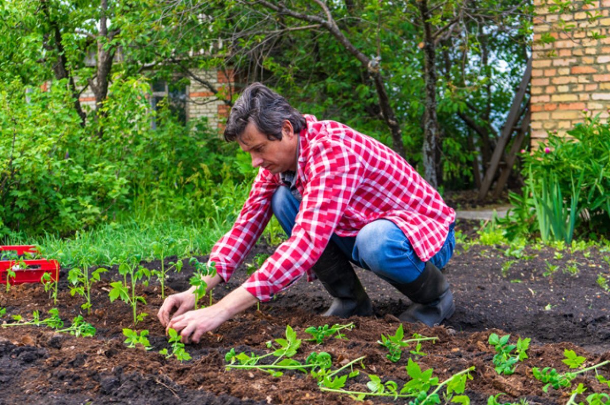    Зарядка на грядке. Как превратить дачные хлопоты в лечебную физкультуру?