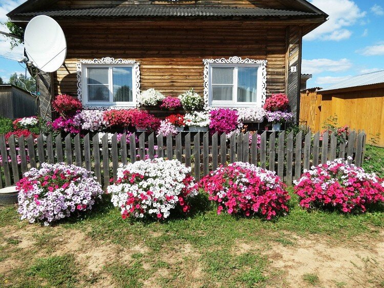 Фото палисадников перед домом в деревне Дорогая и дешевая петуния. Есть ли разница Zтарушня Zапоdляк Дзен