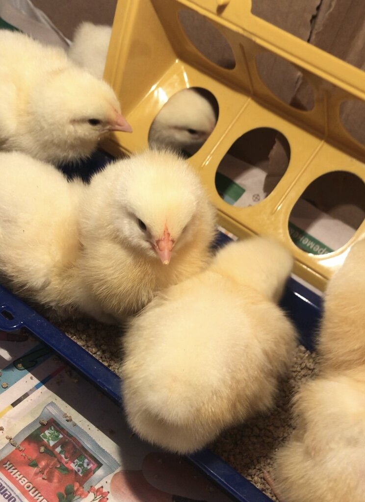 А вот и наши новые жильцы )