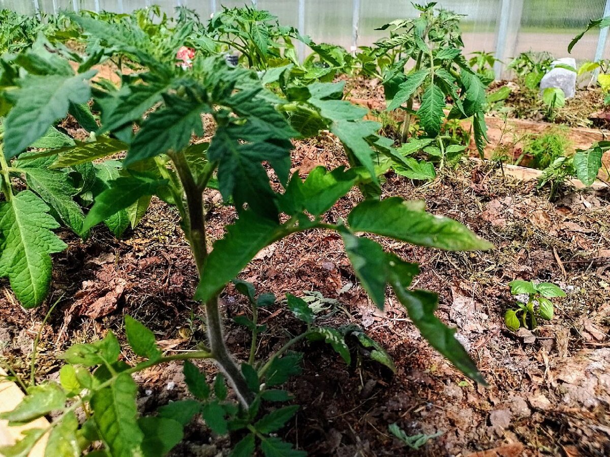 Помидоры высажены в конце апреля