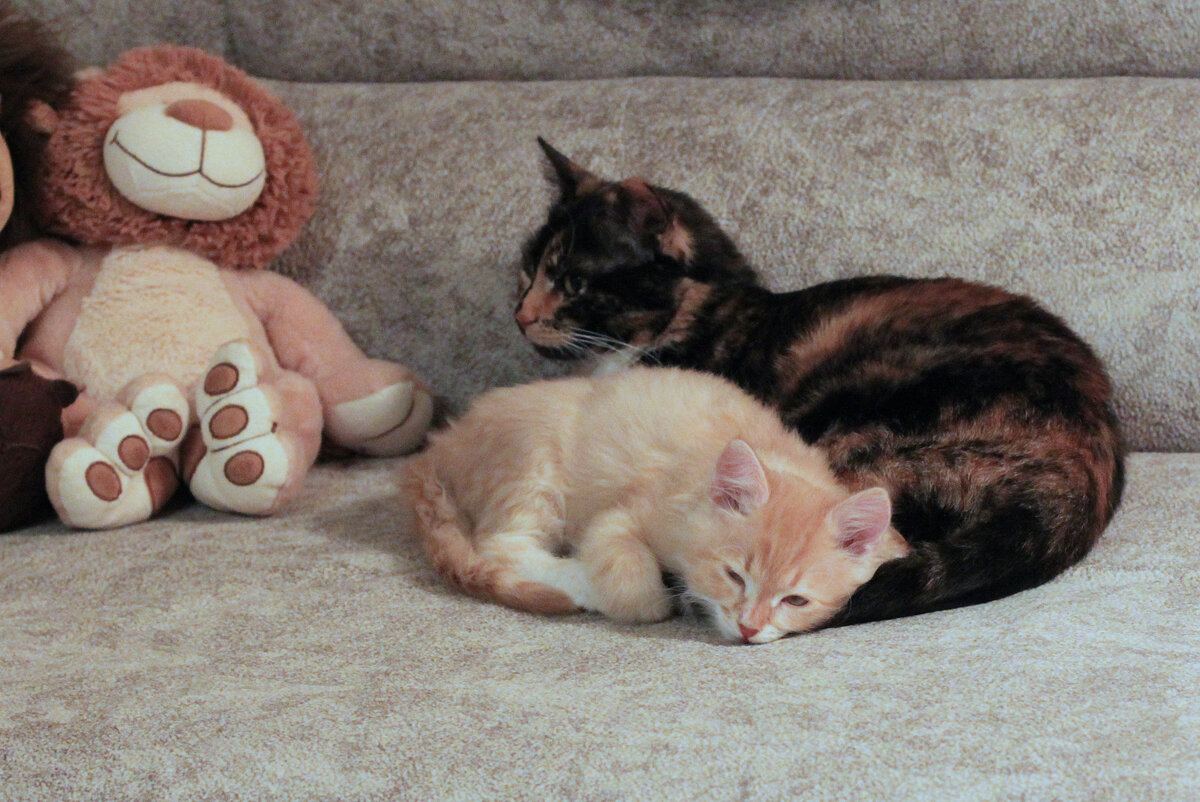 Октябрь 2017 г. Беша и Вася. Фото автора