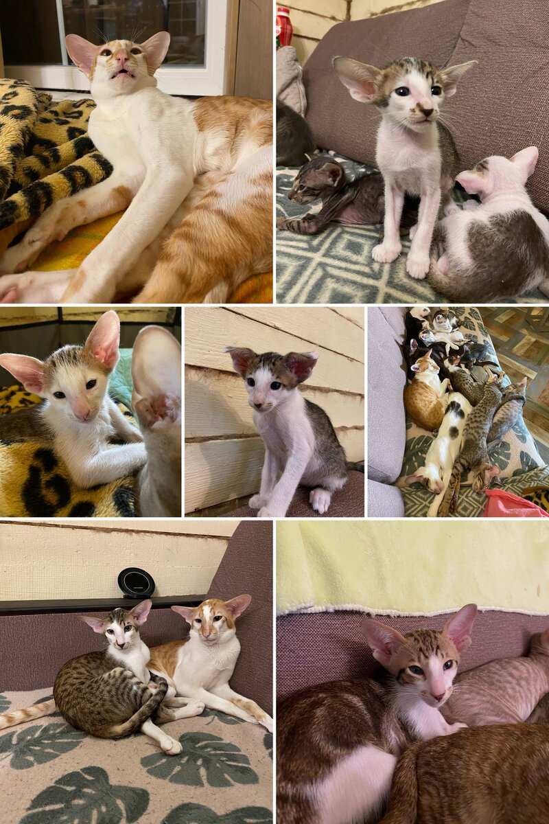 Все мои котики