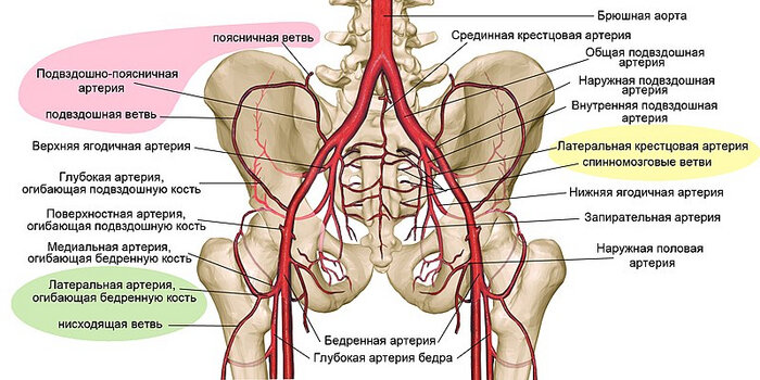 Exercise Spotlight - Hip Bridge