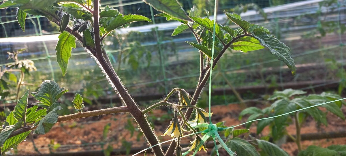 Мои помидорки уж во всю цветут. Пленку почему-то тоже с боков  ограждения пока не сняла, хотя и пора.