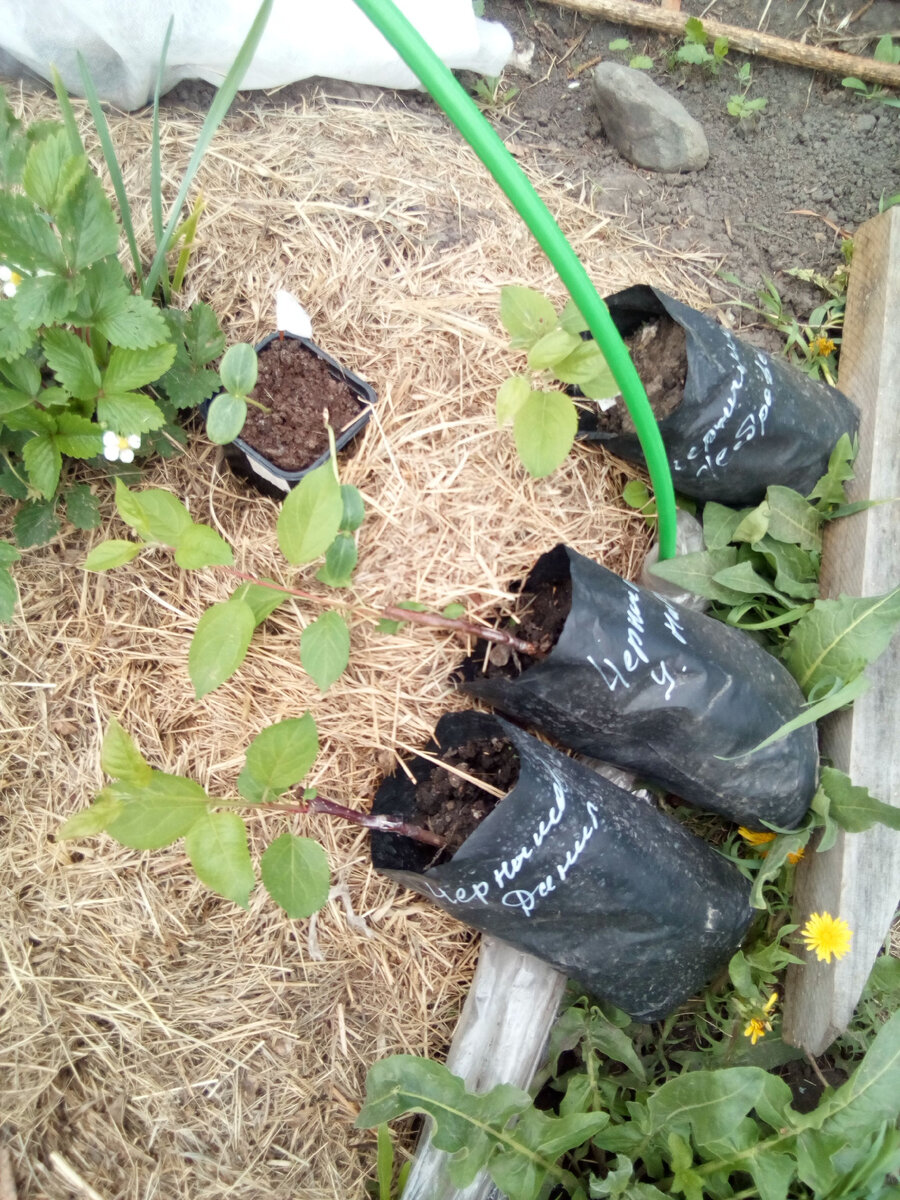 Все три мелкотни живы-здоровы