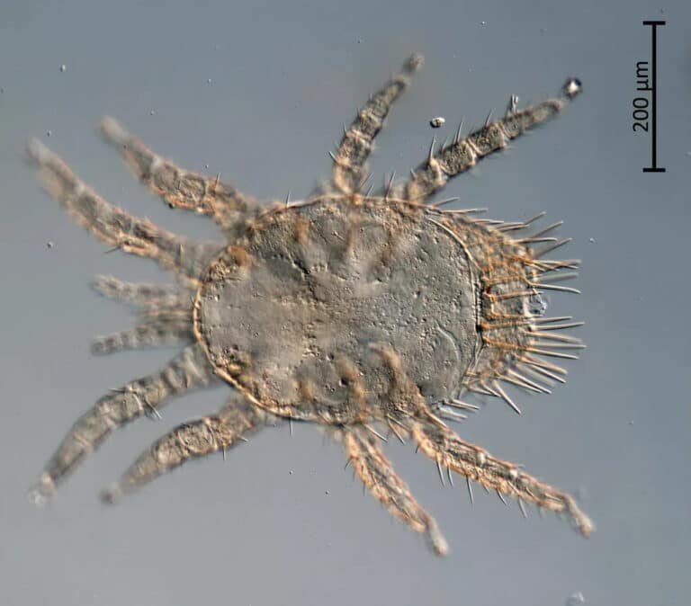 В России открыли новые виды клещей, которые могут вызвать чуму / © Предоставлено пресс-службой ТМУ/ Мария Орлова / РИА Новости📷
