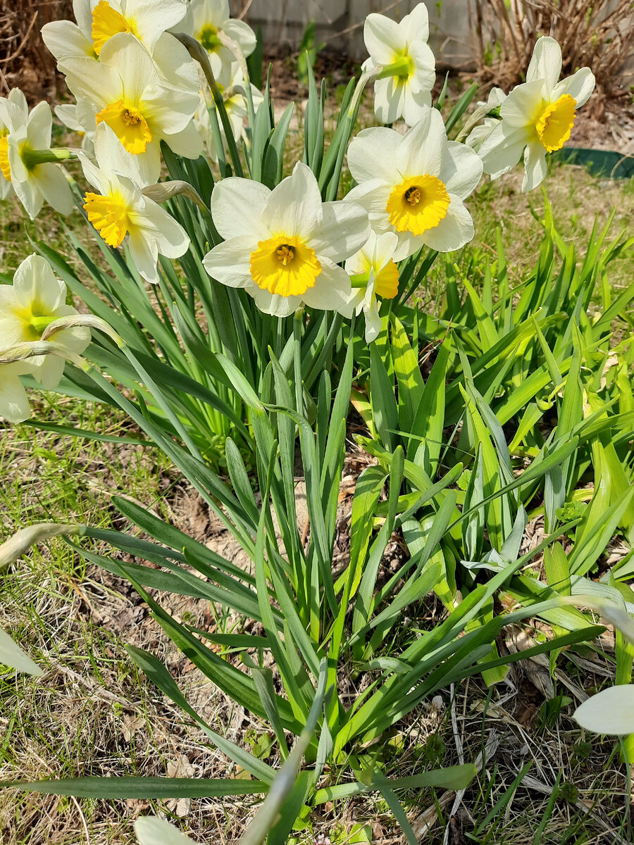 Радость моя