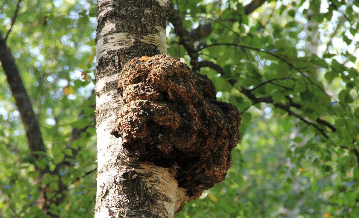 Чага (Inonotus obliquus)
