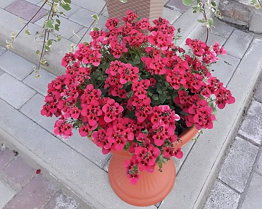 Диасция Diascia Darla Rose