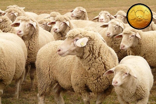 Коллаж из изображений Pixabay