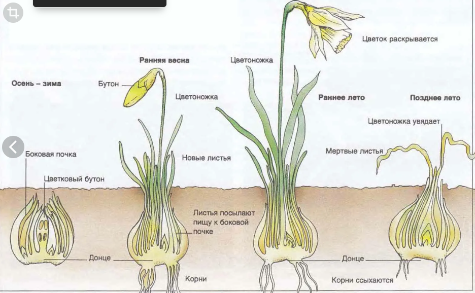 Тюльпан схема растения