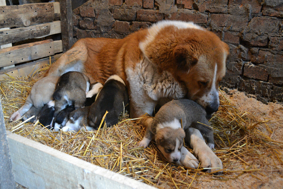 уличный неотапливаемый щенятник 