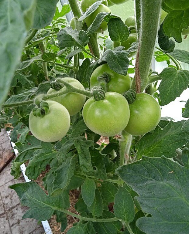 Зеленые Фокусы на ветке