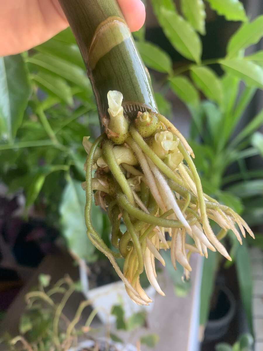 Корни и молодые клубни замиокулькаса