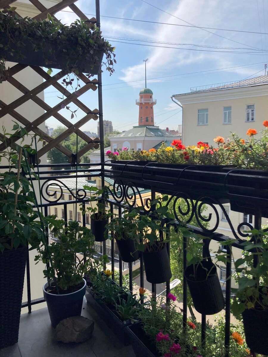 Это южный балкон в центре Москвы. Вопреки мнениям, что на таких балконах все сгорает, на снимке видно, что растения для южных балконов – портулак, газания и тд - чувствуют себя на нем прекрасно